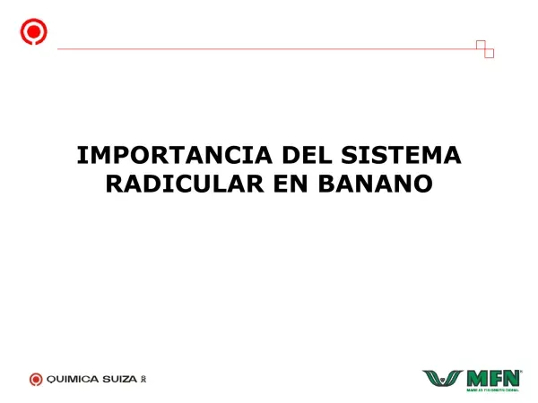 IMPORTANCIA DEL SISTEMA RADICULAR EN BANANO
